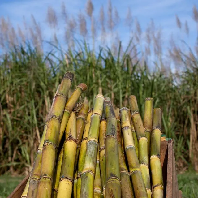 thumbnail for publication: Phosphorus Fertilizer Recommendations for Sugarcane Production on Florida Organic Soils